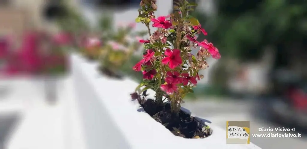 Fiori e bellezza