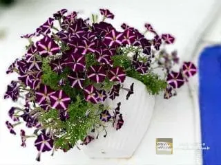 Fiori